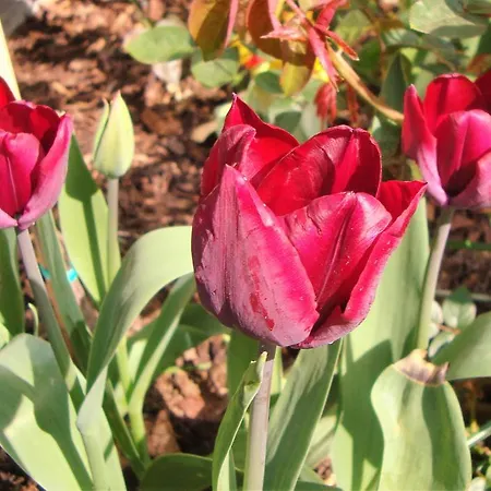 Vivere Ad Parcum - 3*