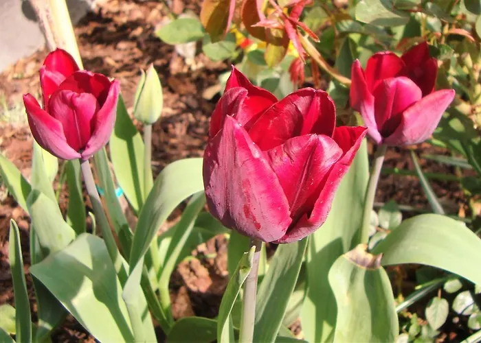 Vivere Ad Parcum - 3*